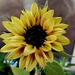 A sunflower. 