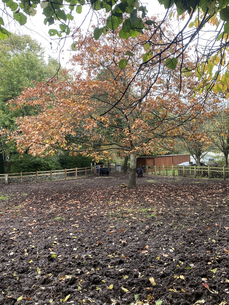 windmill hill city farm by cam365pix