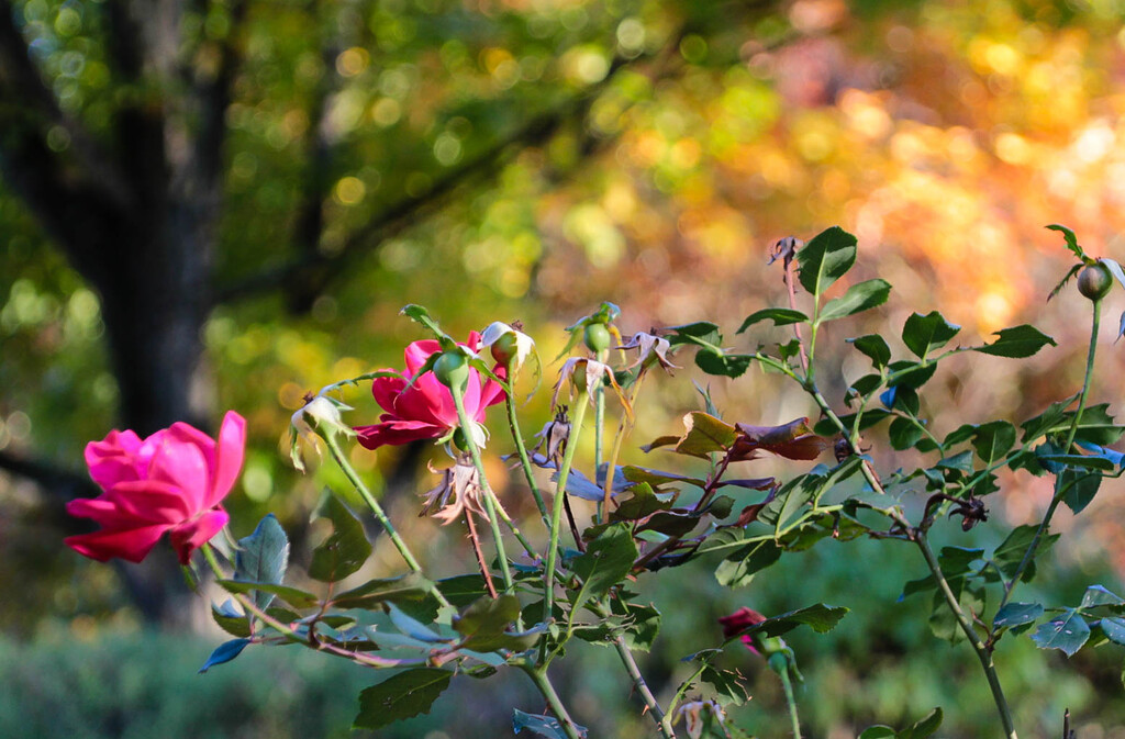 Roses by mittens