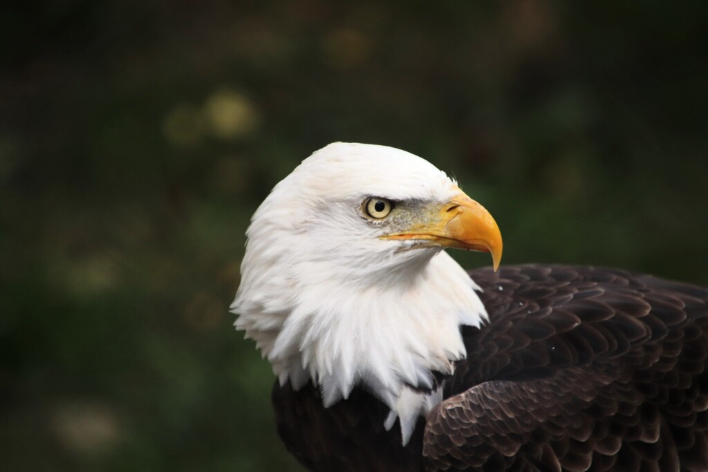 Bald Eagle Profile by randy23