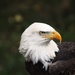 Bald Eagle Profile