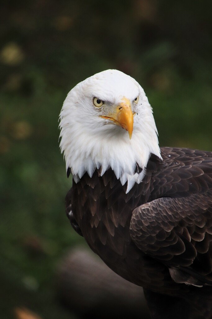 Bald Eagle by randy23