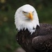 Bald Eagle by randy23