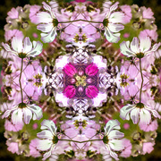 21st Oct 2024 - Flower Kaleidoscope