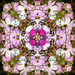 Flower Kaleidoscope by k9photo