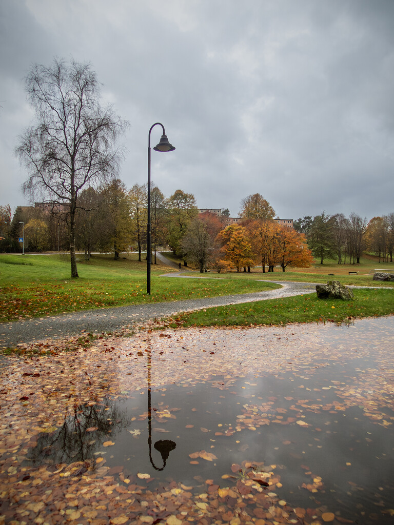 Wet autumn leaves by helstor365