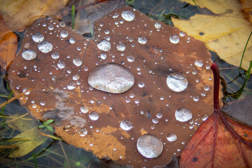 Wet autumn leaf by helstor365