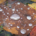 Wet autumn leaf