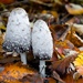 Shaggy mane