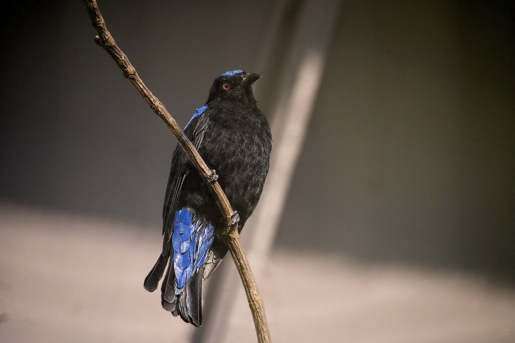 Asian Fairy-Bluebird by billyboy