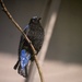 Asian Fairy-Bluebird