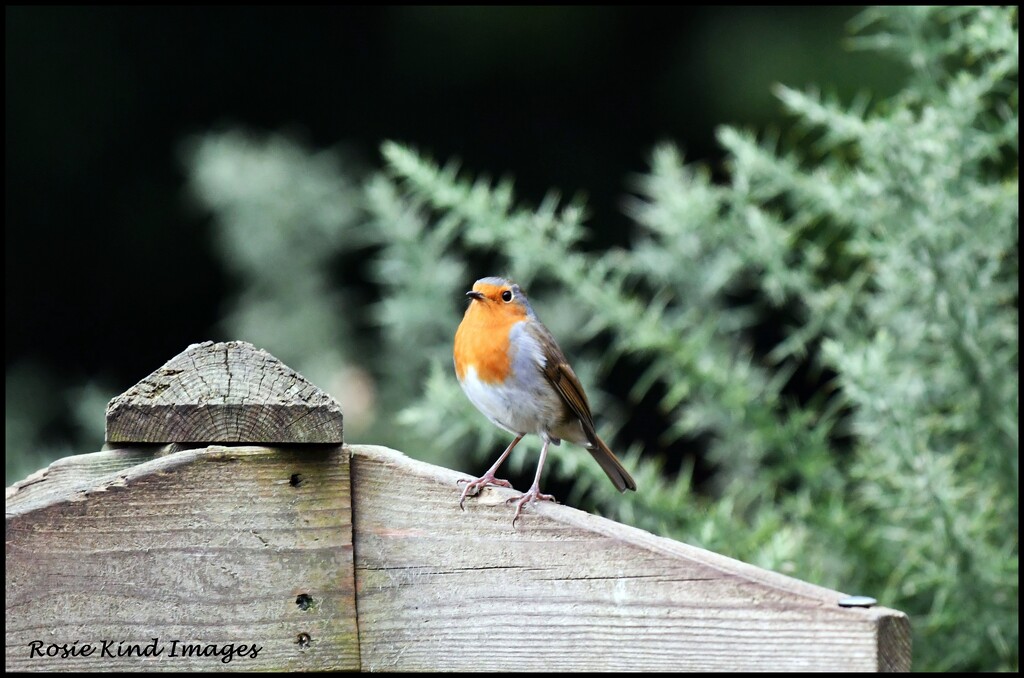 Hello little robin by rosiekind