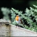 Hello little robin by rosiekind