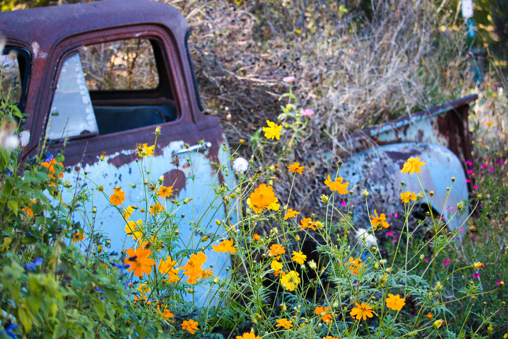 Rust and blooms by mattyboyg