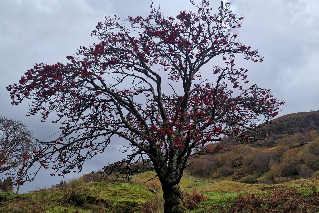 berries but no leaves by christophercox