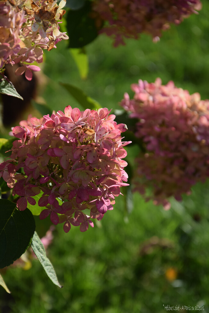 Hydrangea paniculata by parisouailleurs