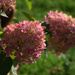 Hydrangea paniculata