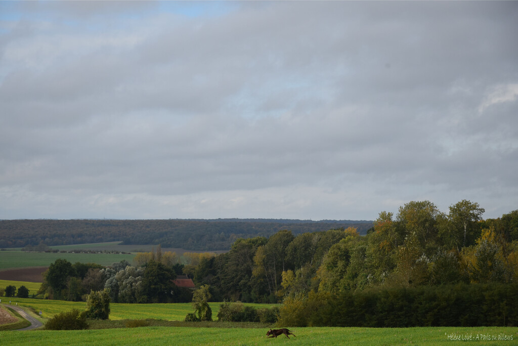 Autumn walk by parisouailleurs