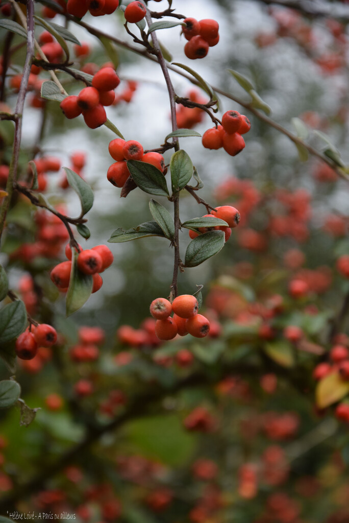 Cotoneaster by parisouailleurs