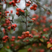 Cotoneaster by parisouailleurs