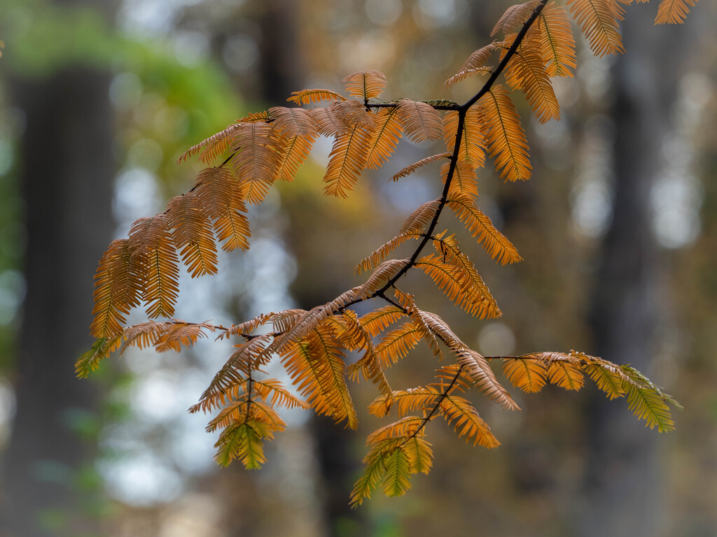 The Golden Branch by haskar