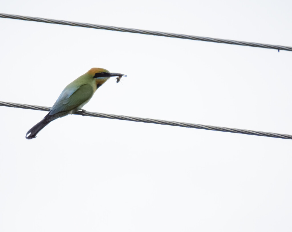 rainbow bee eater  by koalagardens