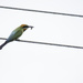 rainbow bee eater 