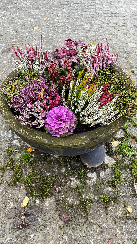 Autumn in a pot by elisasaeter