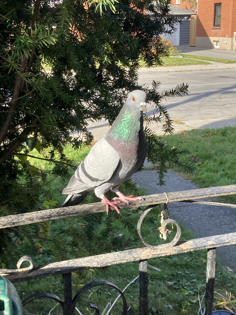 Sunlit Pigeon by spanishliz