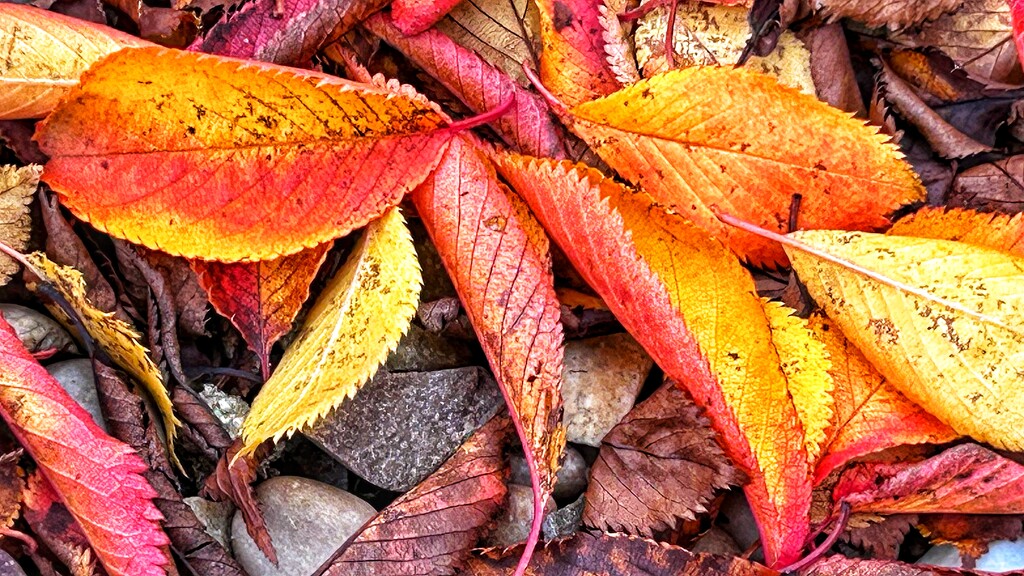 Fallen Leaves by carole_sandford