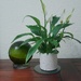 Peace Lily