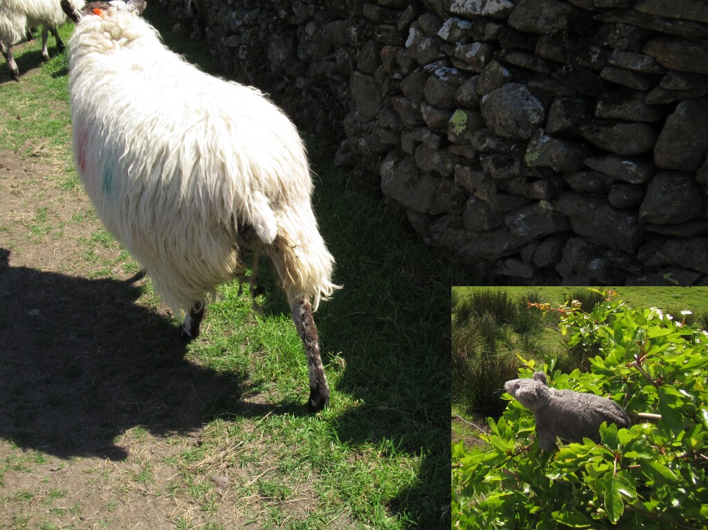 sheep and Pauley  by anniesue