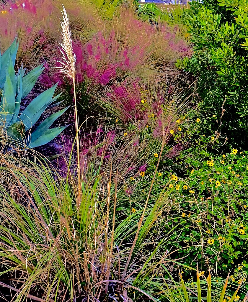 Sweetgrass and wildflowers at the beach last night by congaree