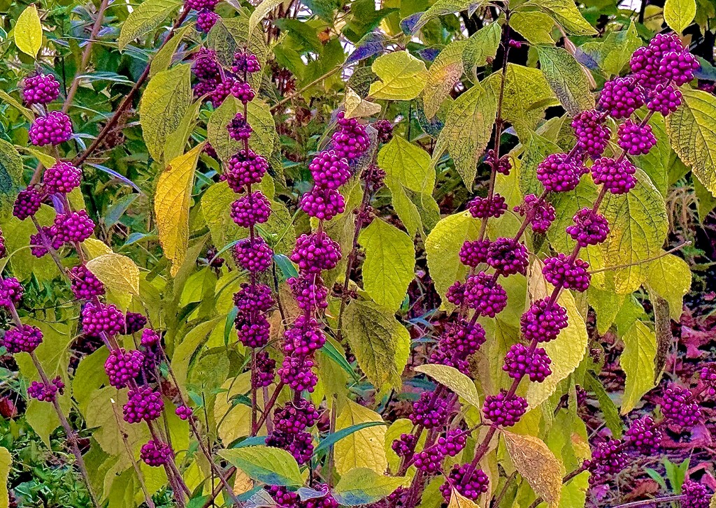 The inimitable allure of beauty berries.   by congaree