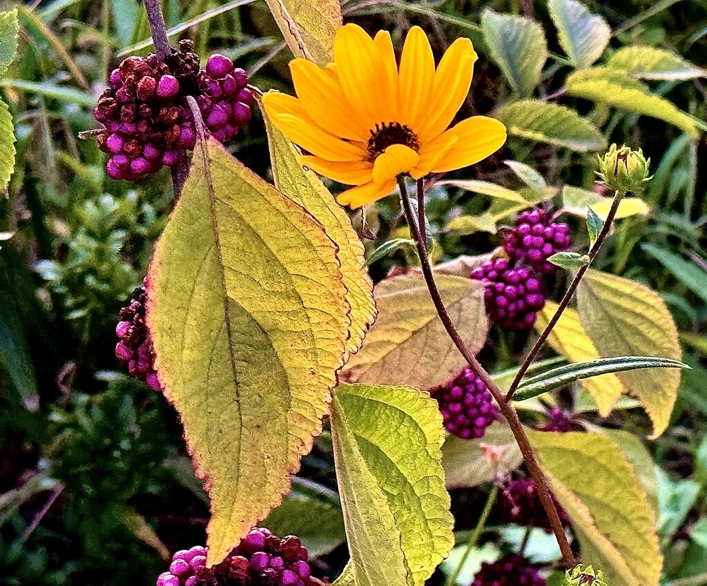 Autumn arrangement by congaree