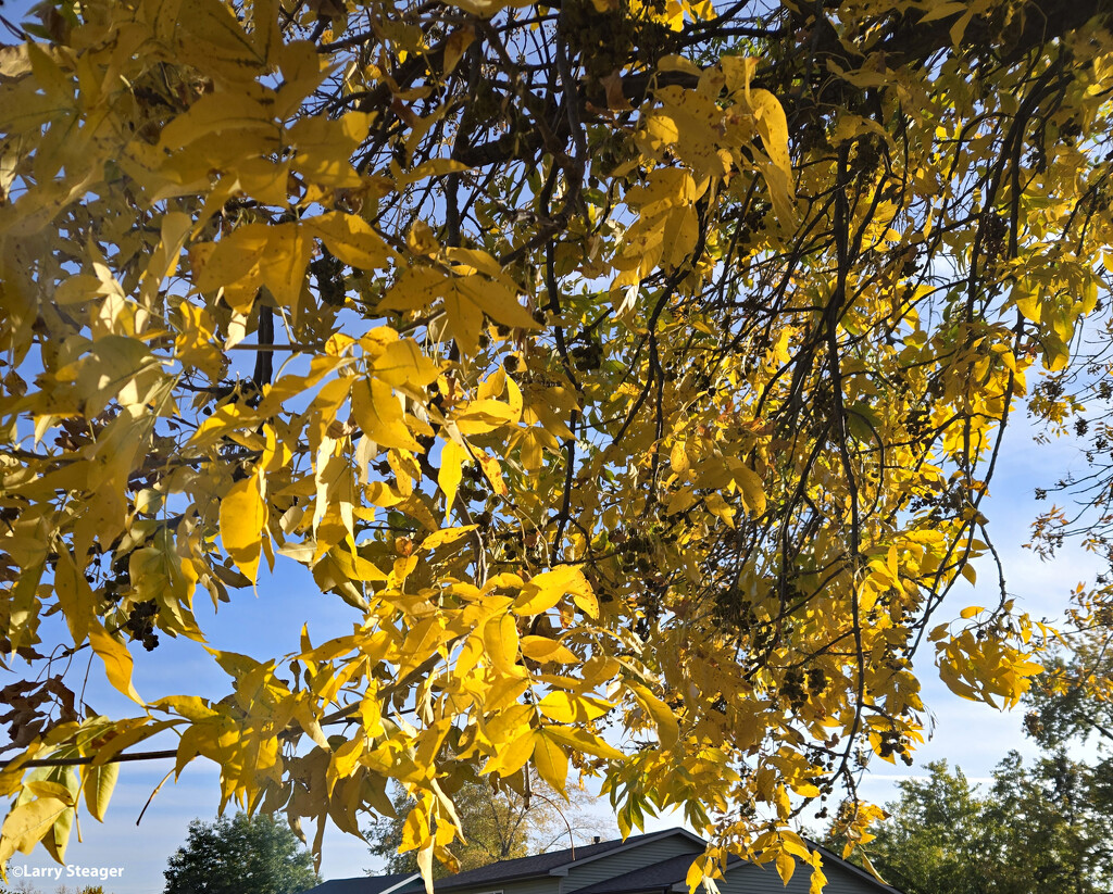 Yellow fall tree by larrysphotos