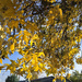 Yellow fall tree