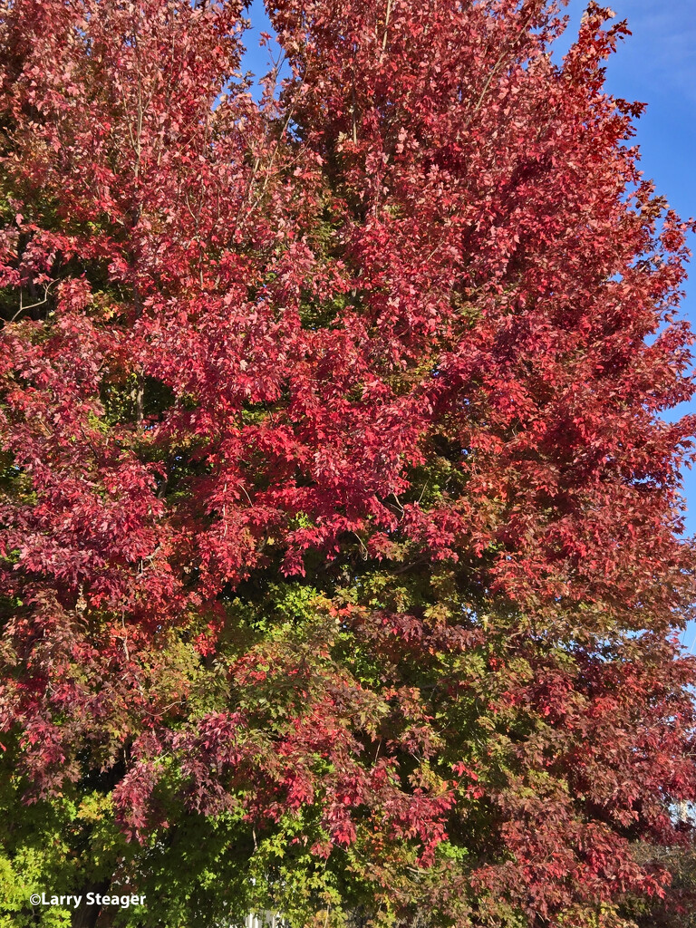 Red fall tree by larrysphotos