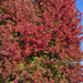 Red fall tree