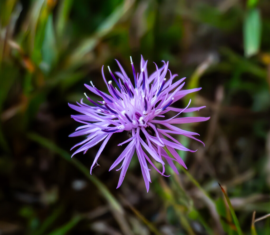 Blooming Grace by veronicalevchenko