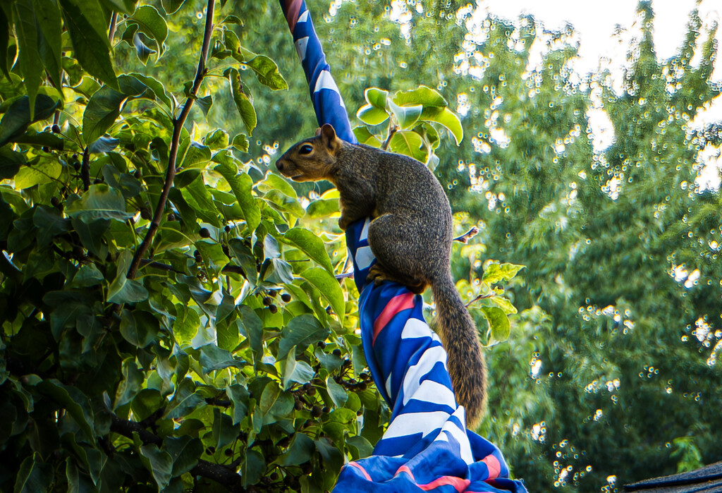 Climbing Curiosity by veronicalevchenko