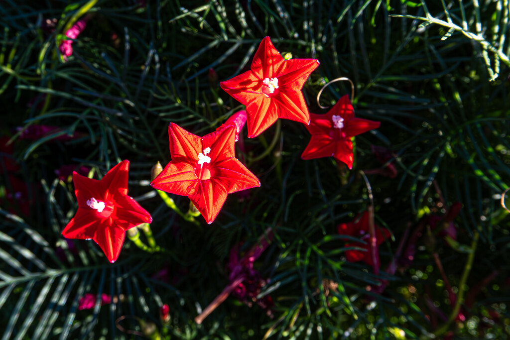 Crimson Stars by veronicalevchenko