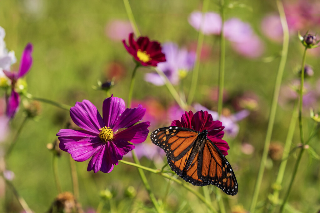 Flower Power by kvphoto