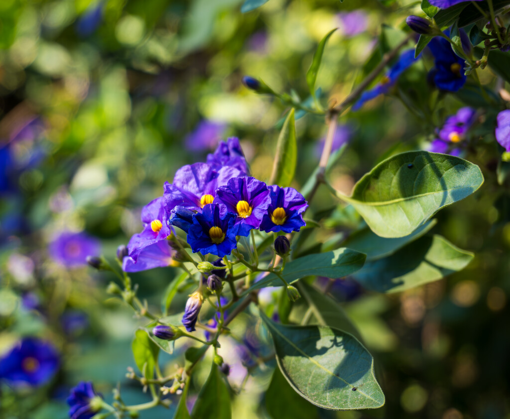 Purple Hues in Bloom by veronicalevchenko