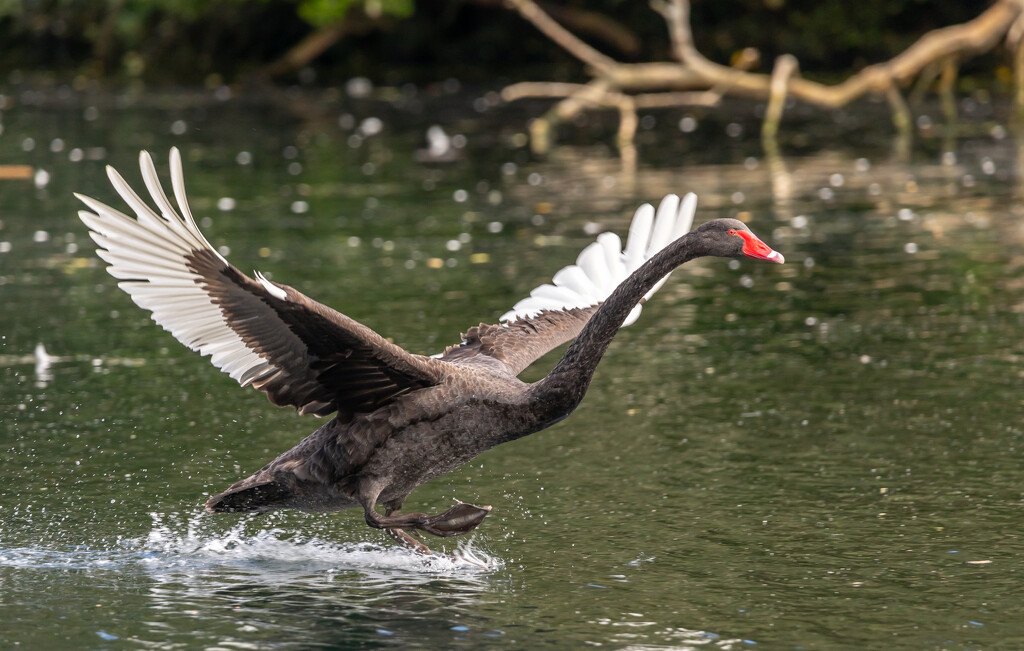 Fleeing his foe by creative_shots