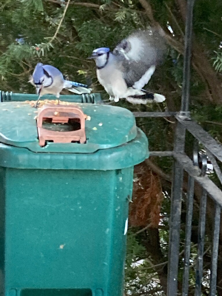 Pair of Jays by spanishliz