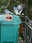 21st Oct 2024 - Pair of Jays