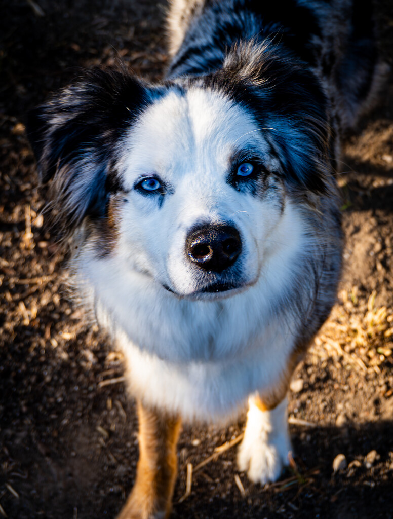 Soulful Gaze by veronicalevchenko