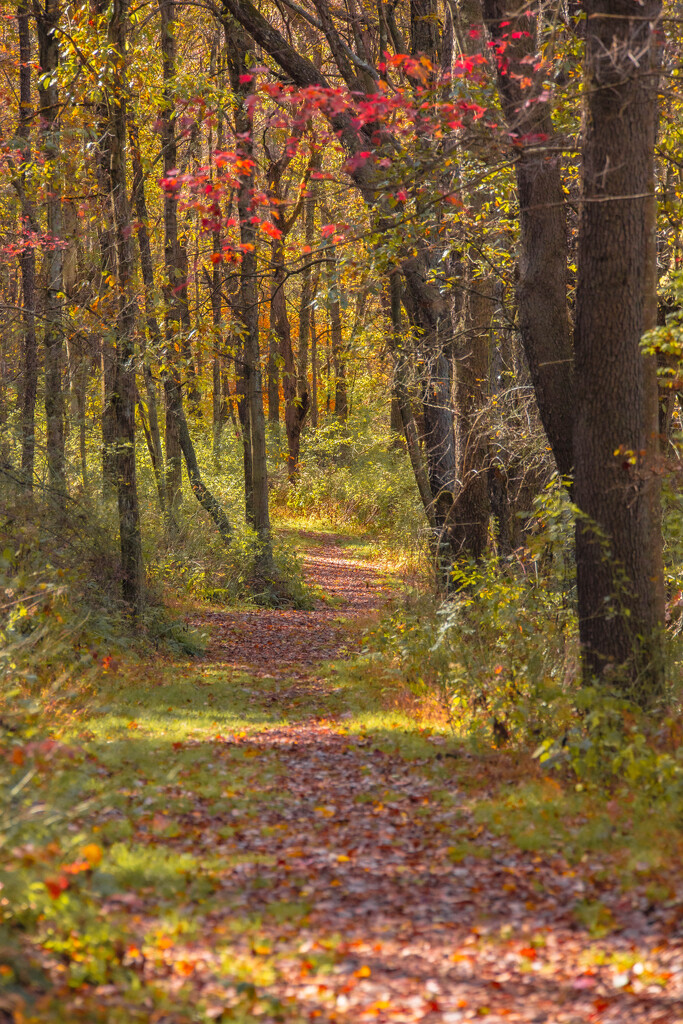 Gentle trail by frodob