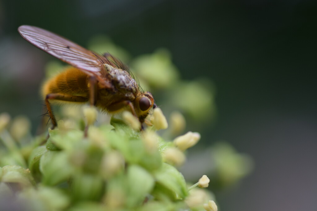 Yellow dung fly by dragey74